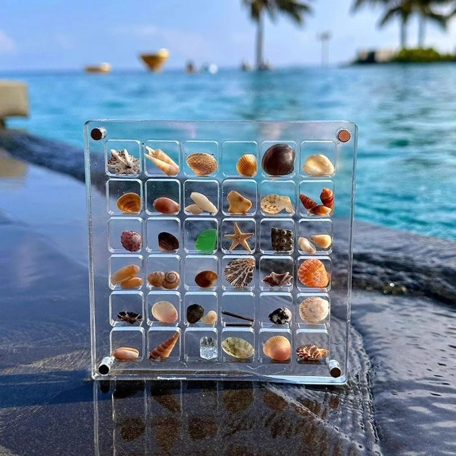 Acrylic Magnetic Seashell Display Box,Clear Organizer Box Container Craft Storage for Beads,nails,jewelrys,Gemstones,Seashell